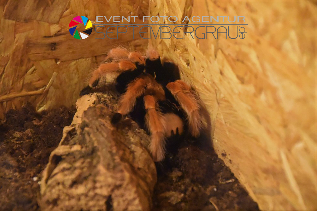 Mexikanische Rotbeinvogelspinne